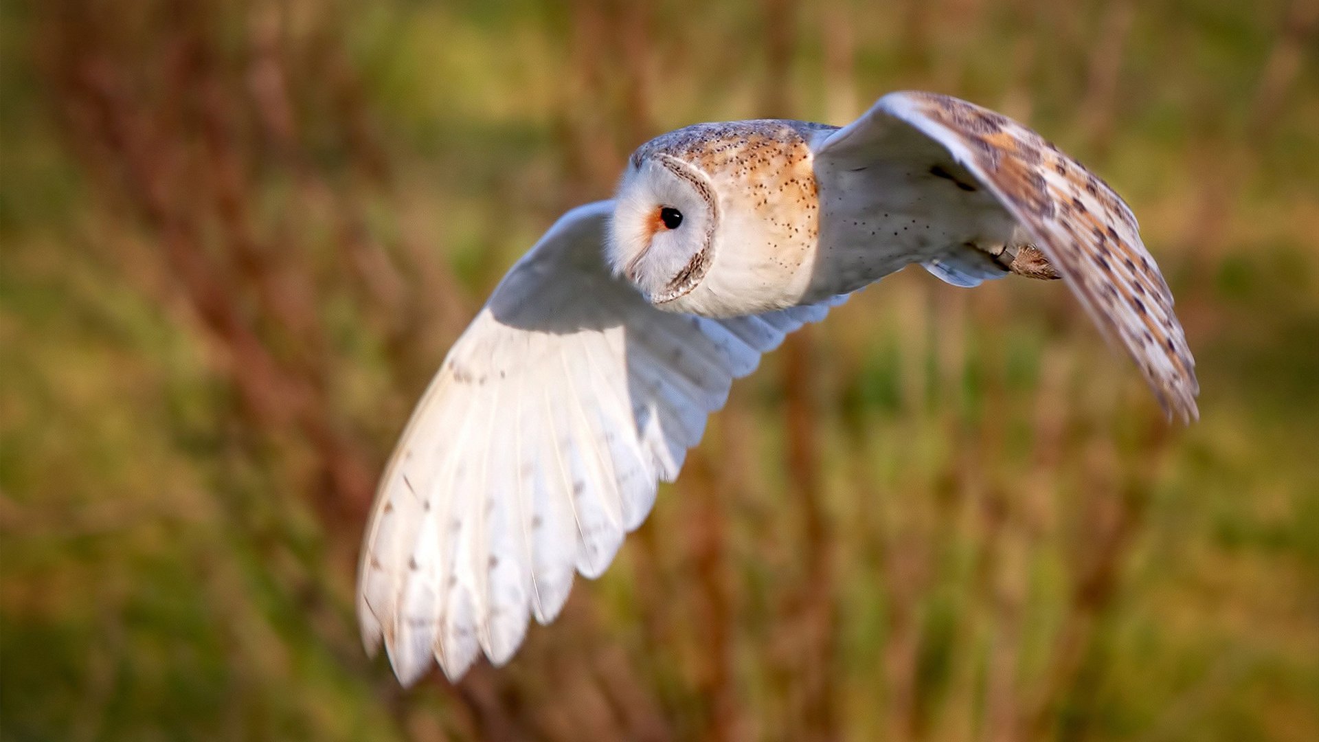 意甲VAR系统语义模型提升判罚透明度的应用分析，意甲var使用规则